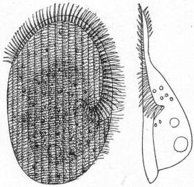 Peritromus emmae, ventral and lateral aspects.