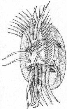 Diophrys appendiculatus