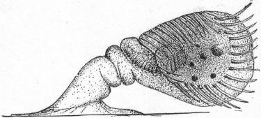Lichnophora macfarlandi