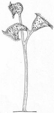 Zoothamnium elegans