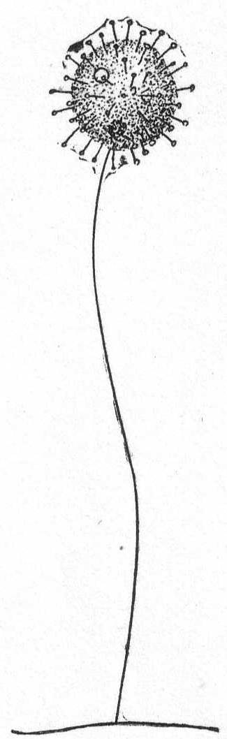 Podophrya gracilis