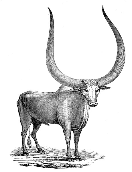 THE SANGA OR GALLA OX OF ABYSSINIA, v. p. 120.
