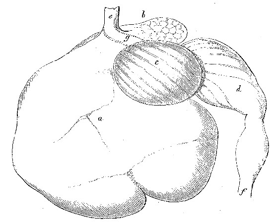 Outline of the Stomach of a full-grown Cow.
