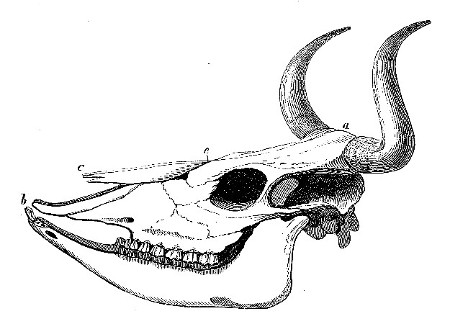 Skull of Domestic Ox, from a specimen in the Royal College of Surgeons.
