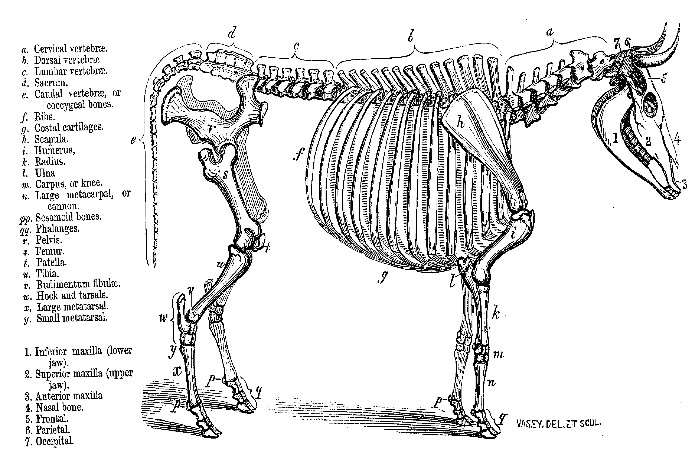 Skeleton of Domestic Ox, from a specimen in the Royal College of Surgeons.