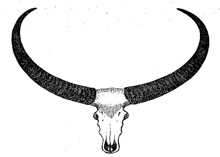 (2).—Horns of Arnee.—Scale of Half an Inch to a Foot.