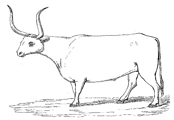 Hungarian Ox, Bos Taurus, from a specimen in the British Museum.