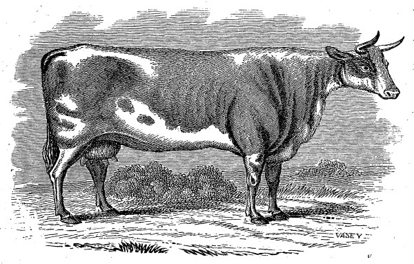 Alderney Cow, after Howitt.