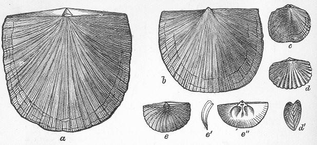Fig. 51