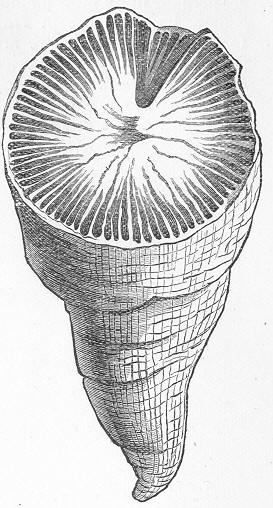 Fig. 81
