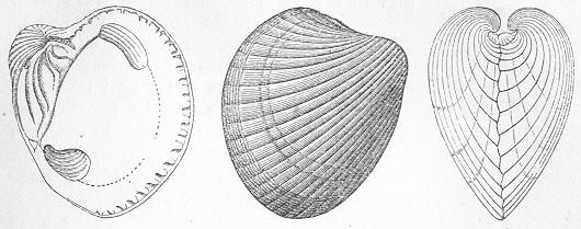 Fig. 216