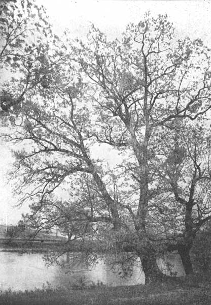 The swamp white oak in early spring