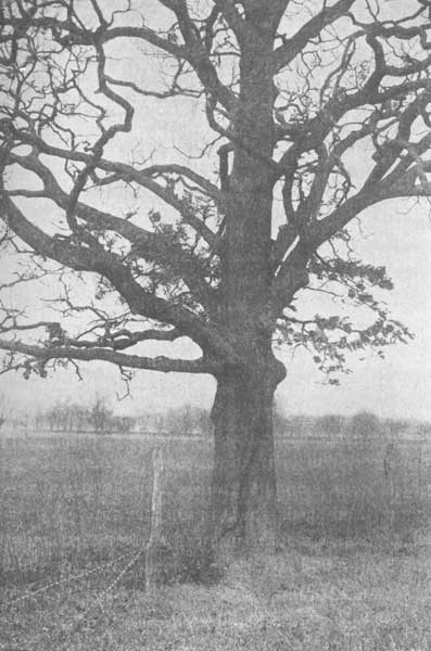 An old post-oak