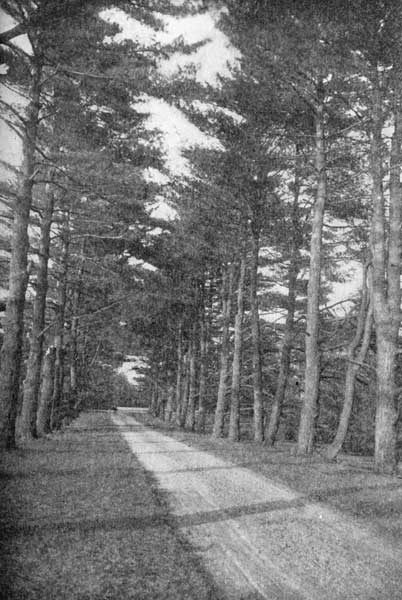 An avenue of white pines