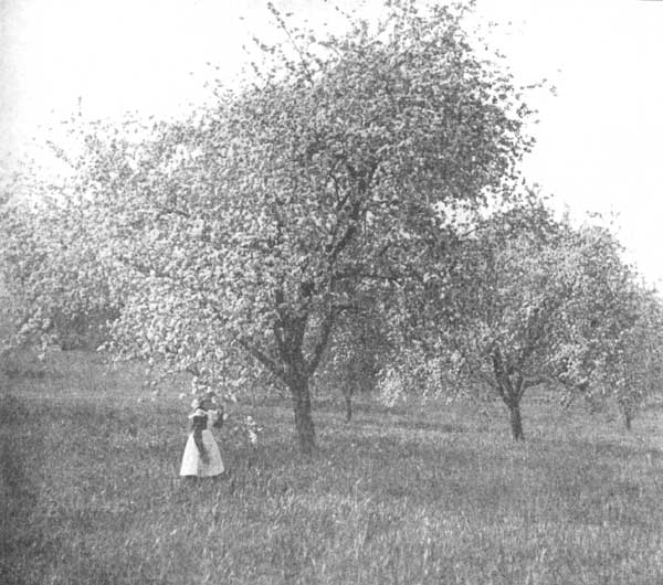 When the apple trees blossom