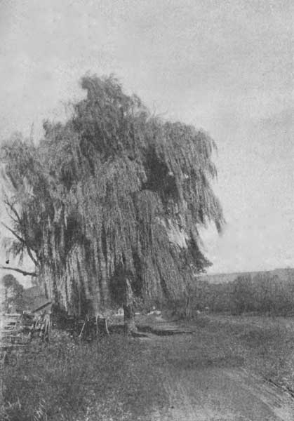 The weeping willow in a storm
