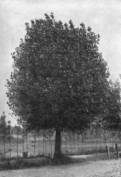The Carolina poplar as a street tree