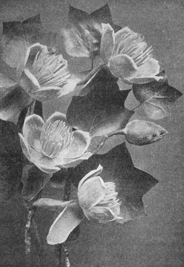 Flowers of the liriodendron