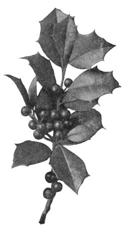 Leaves and berries of the American holly