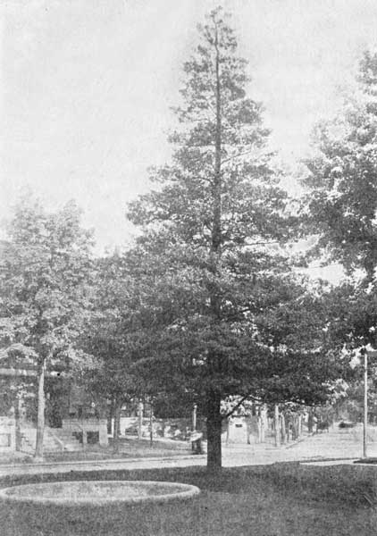 American holly tree at Trenton, N. J.