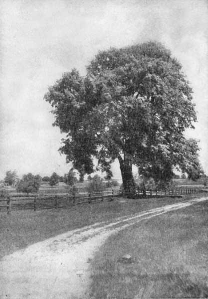 The American linden