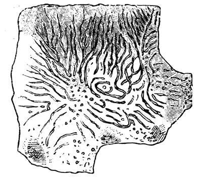 Magnified group of canals in supplemental skeleton of Eozoon.