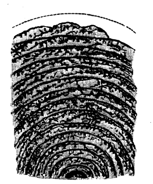 Section of Loftusia Persica