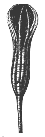 Heterocrinus simplex.