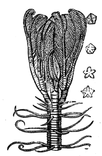 Pentacrinus caput-medusae.