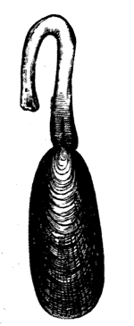 Lingula anatina.