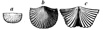 Brachiopods; genus Orthis.