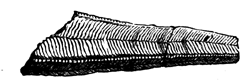 Conularia planicostata.