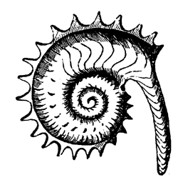 Ammonites Jason