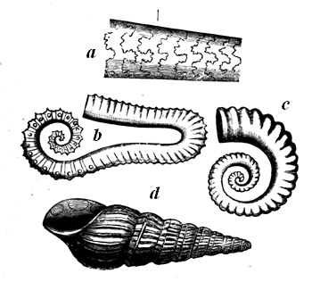Cretaceous Ammonitidae.