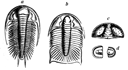 Cambrian Trilobites.