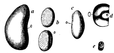 Palaeozoic Ostracod Crustaceans.
