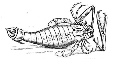 Pterygotus anglicus.