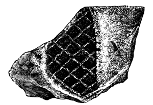 Leptophleum rhombicum.