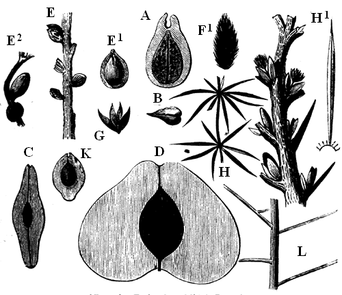 Group of Devonian Fruits.
