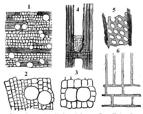 Structures of the oldest-known Angiospermous Exogen.