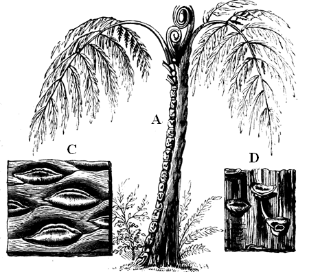 Carboniferous Tree-ferns.