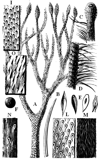Lepidodendron corrugatum.