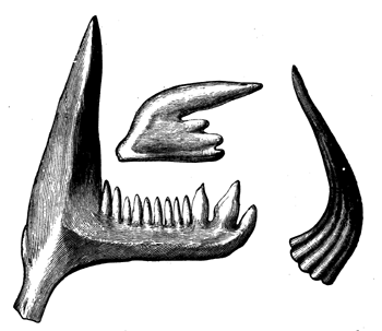 Siluro-Cambrian Conodonts.