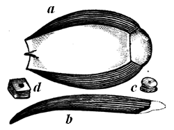Head-shield of an Upper Silurian fish.