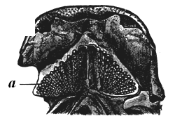 Anterior part of the palate of Dipterus