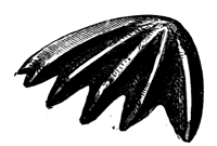 Dental plate of Ceratodus serratus.