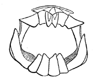 Jaws of Lepidosiren.