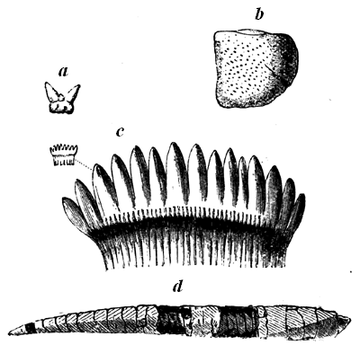 Teeth and Spines of Carboniferous Sharks.