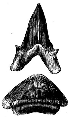 Teeth of Cretaceous Sharks.