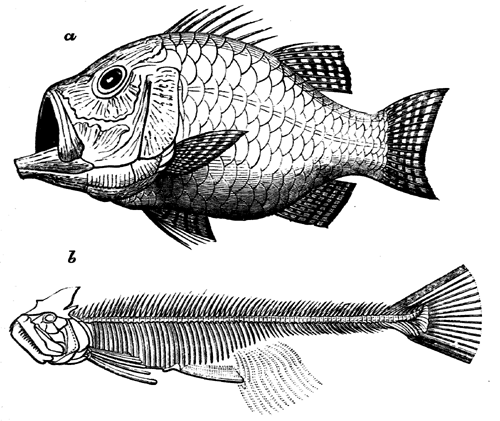 Cretaceous Fishes of the modern or Teleostian type.
